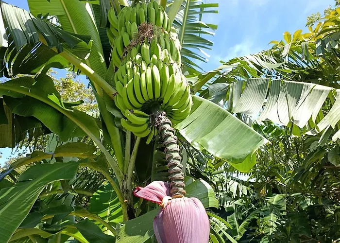 Aura Apartment
