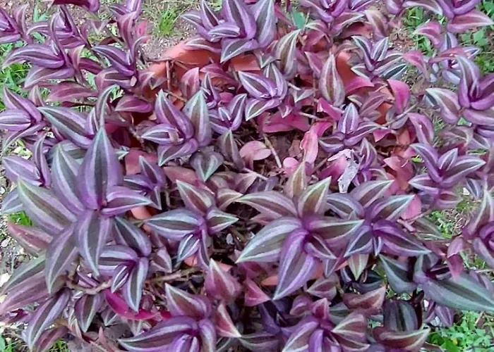 Aura *